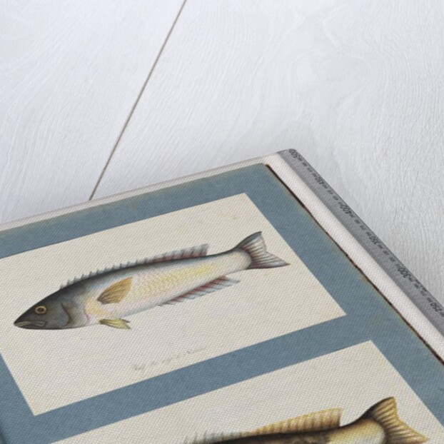 Page 18. Unidentified fish.19. Unidentified fish by Unknown artist