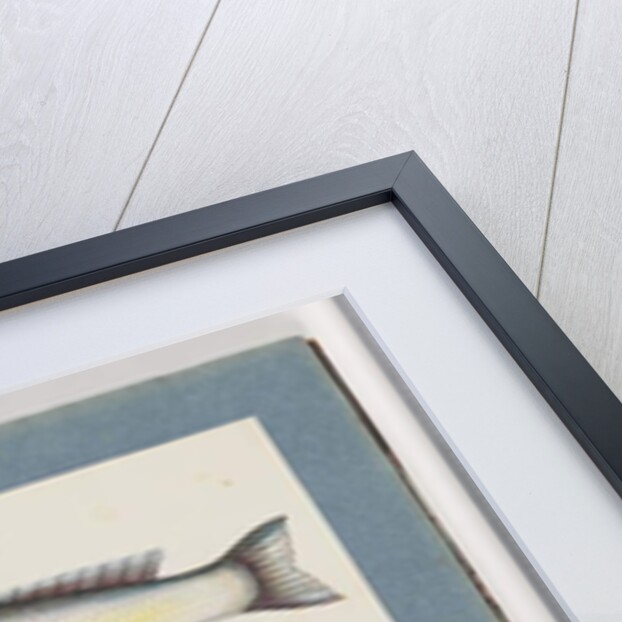 Page 18. Unidentified fish.19. Unidentified fish by Unknown artist