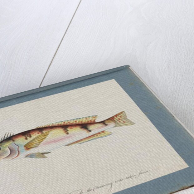 Page 22. Unidentified fish by Unknown artist