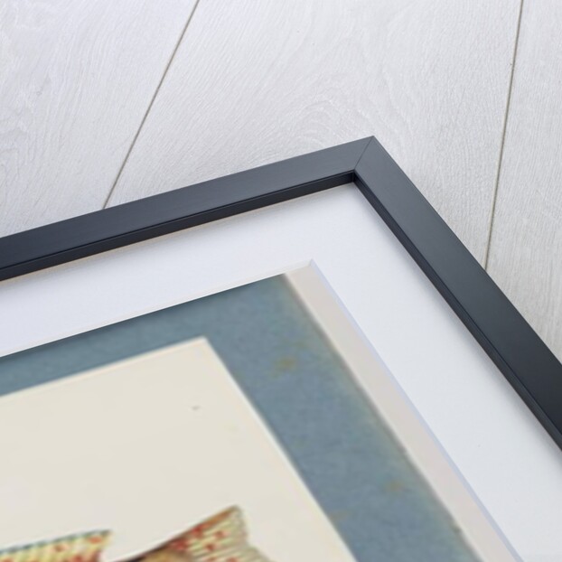 Page 22. Unidentified fish by Unknown artist