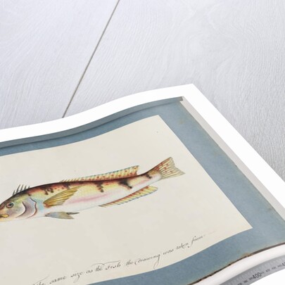 Page 22. Unidentified fish by Unknown artist