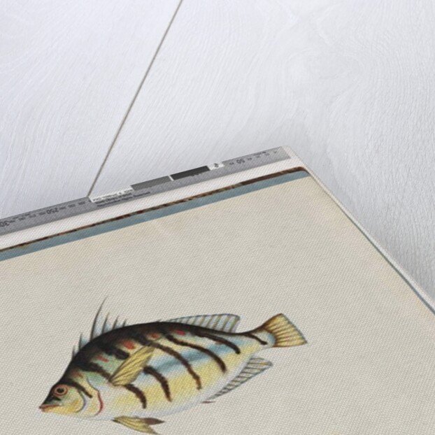 Page 23. Unidentified fish by Unknown artist