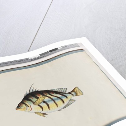 Page 23. Unidentified fish by Unknown artist