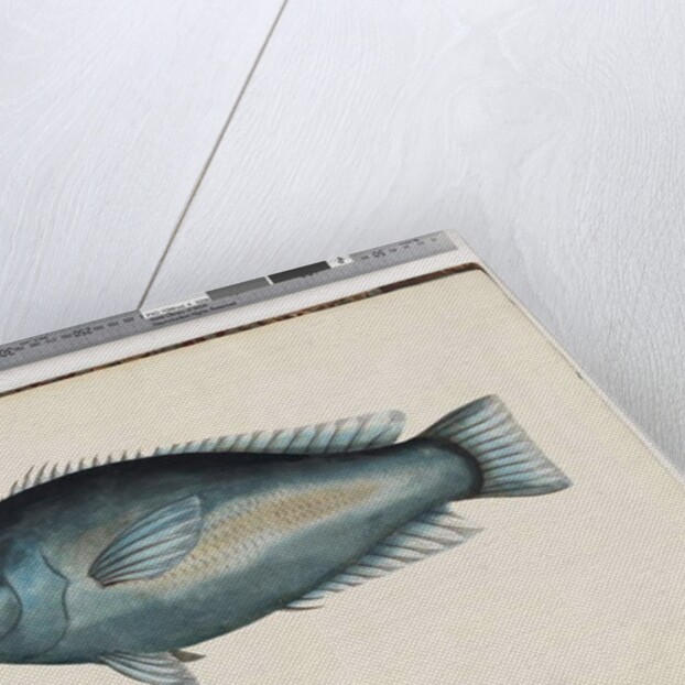 Page 26. Unidentified fish by Unknown artist