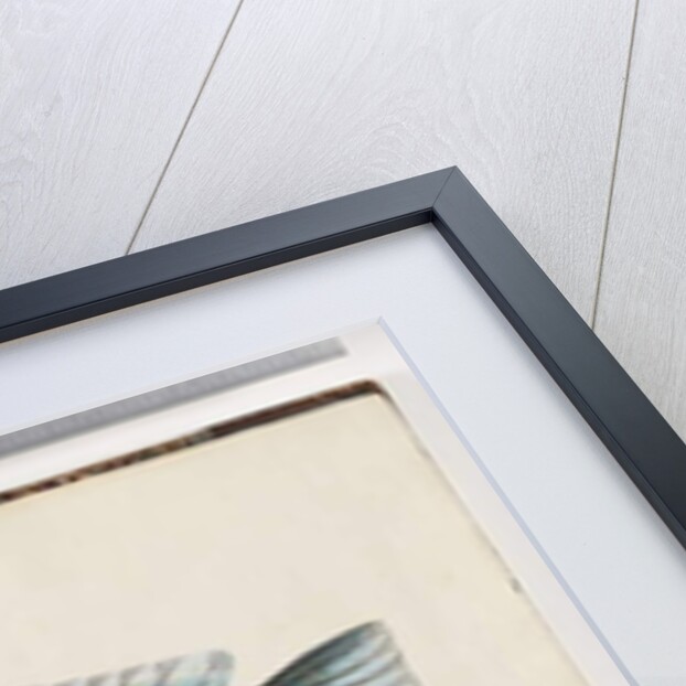 Page 26. Unidentified fish by Unknown artist