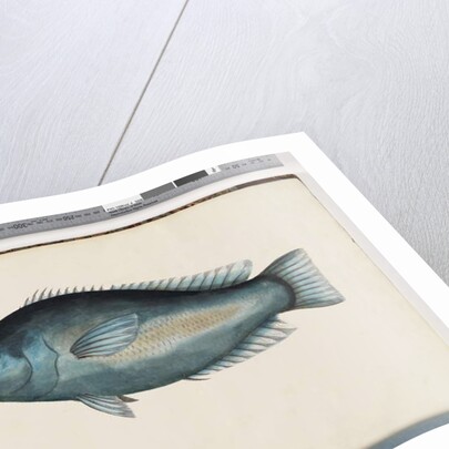 Page 26. Unidentified fish by Unknown artist