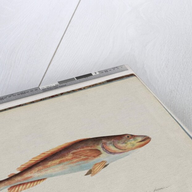 Page 29. Unidentified fish by Unknown artist