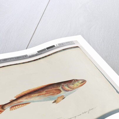 Page 29. Unidentified fish by Unknown artist