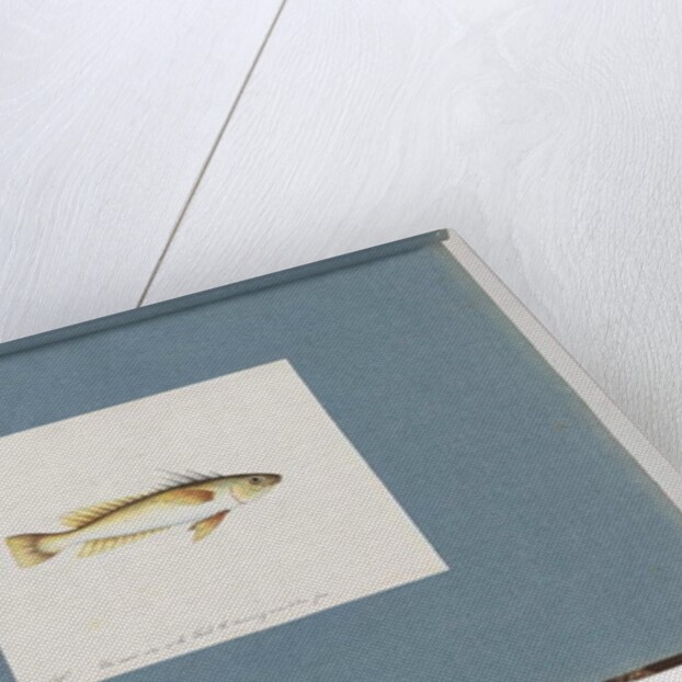 Page 30. Unidentified fish by Unknown artist