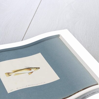 Page 30. Unidentified fish by Unknown artist