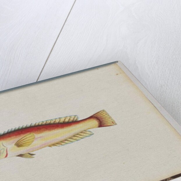 Page 31. Unidentified fish by Unknown artist