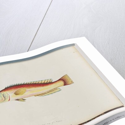 Page 31. Unidentified fish by Unknown artist