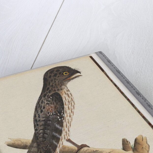 Page 33. Tawny Frogmouth. Gracile Goatsucker by Unknown artist