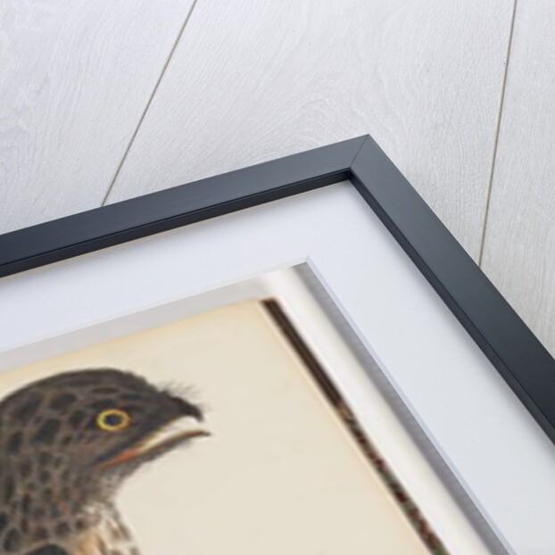 Page 33. Tawny Frogmouth. Gracile Goatsucker by Unknown artist