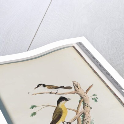 Page 37. 1. Unidentified bird. Agile Honeyeater. Black-Headed Creeper. 2. Unidentified bird. Lanius flavigaster. Yellow-bellied Shrike by Unknown artist