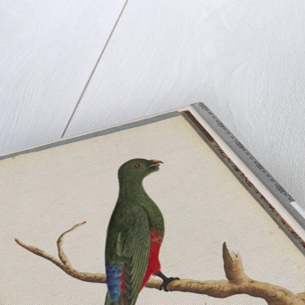 Page 43. King Parrot. Scarlet & Green by Unknown artist