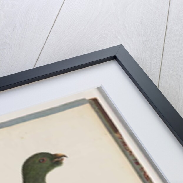 Page 43. King Parrot. Scarlet & Green by Unknown artist