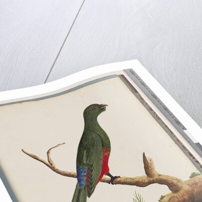 Page 43. King Parrot. Scarlet & Green by Unknown artist