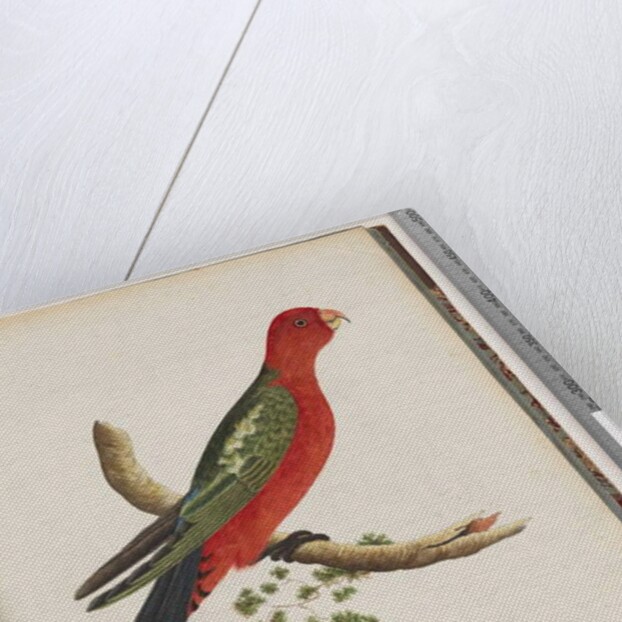 Page 44. King Parrot by Unknown artist