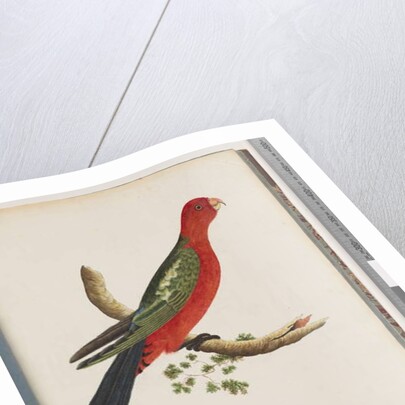 Page 44. King Parrot by Unknown artist