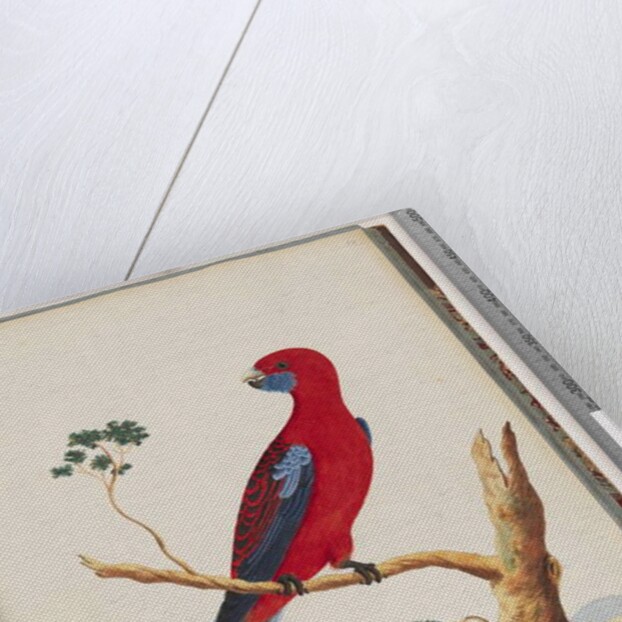 Page 46. Crimson Rosella. Pennantian Parrot by Unknown artist