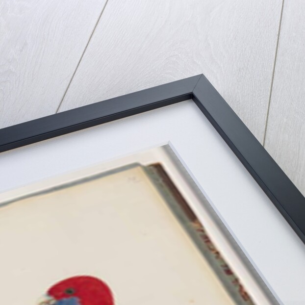 Page 46. Crimson Rosella. Pennantian Parrot by Unknown artist