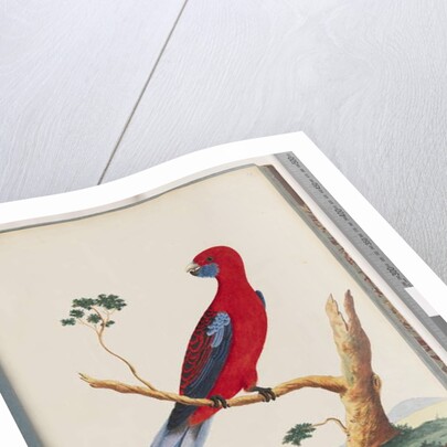 Page 46. Crimson Rosella. Pennantian Parrot by Unknown artist