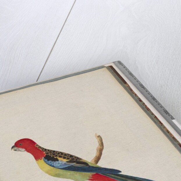 Page 47. Eastern Rosella. Non pareil Parrot by Unknown artist