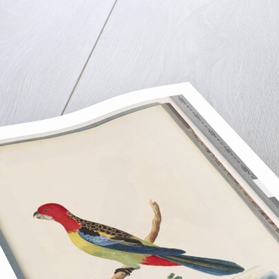 Page 47. Eastern Rosella. Non pareil Parrot by Unknown artist