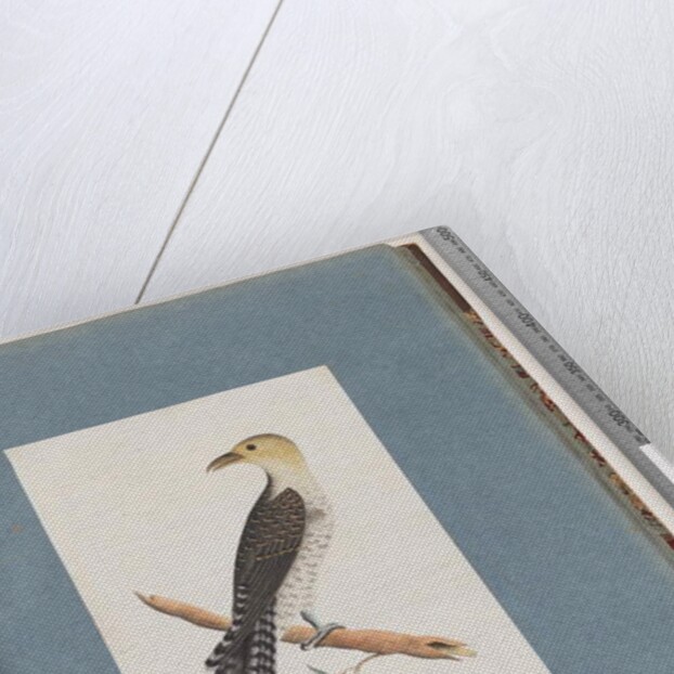 Page 52. Pallid Cuckoo by Unknown artist