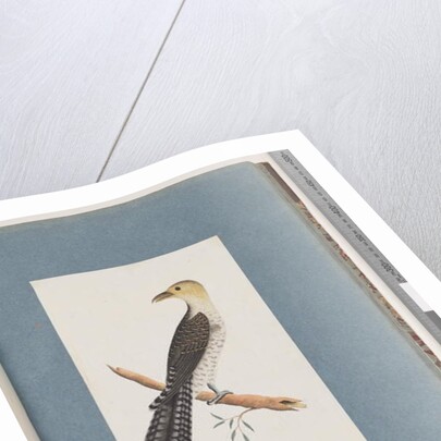 Page 52. Pallid Cuckoo by Unknown artist