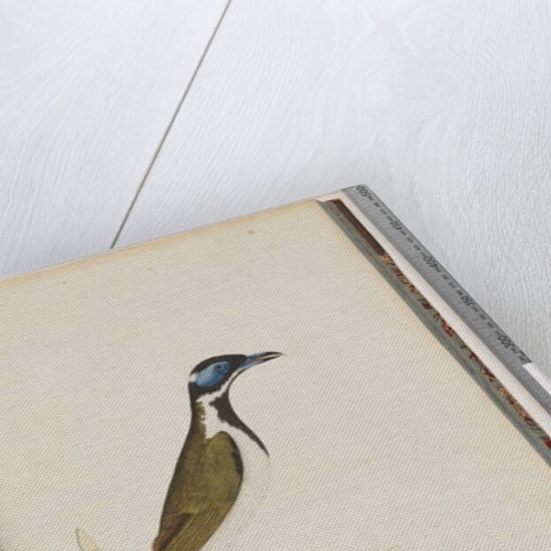 Page 54. Blue, faced Honeyeater. Merops cyanoris. Blue-cheeked Thrush by Unknown artist