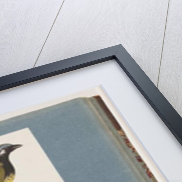 Page 56. Unidentified bird. Turdus leucotis. 57. Red-browed Finch. Turdus new by Unknown artist