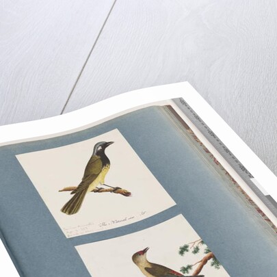 Page 56. Unidentified bird. Turdus leucotis. 57. Red-browed Finch. Turdus new by Unknown artist