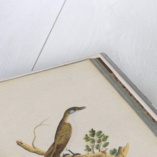 Page 61. Blue-faced Honeyeater. Turdus cyanoris. Blue-cheeked Thrush by Unknown artist