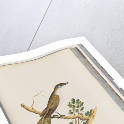 Page 61. Blue-faced Honeyeater. Turdus cyanoris. Blue-cheeked Thrush by Unknown artist