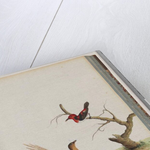 Page 66. 1. Scarlet Honeyeater. Certhia/Honeyeater/orientale. 2. Unidentified bird. Muscicapa malachura by Unknown artist