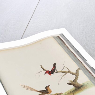 Page 66. 1. Scarlet Honeyeater. Certhia/Honeyeater/orientale. 2. Unidentified bird. Muscicapa malachura by Unknown artist