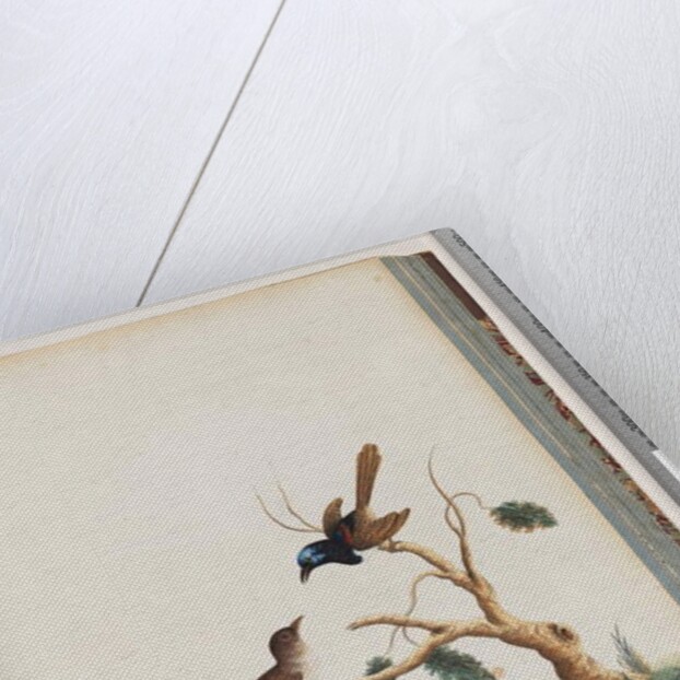 Page 68. Red-winged Fairy, wren, male and female. Male and female Superb Warblers by Unknown artist