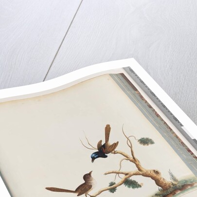 Page 68. Red-winged Fairy, wren, male and female. Male and female Superb Warblers by Unknown artist