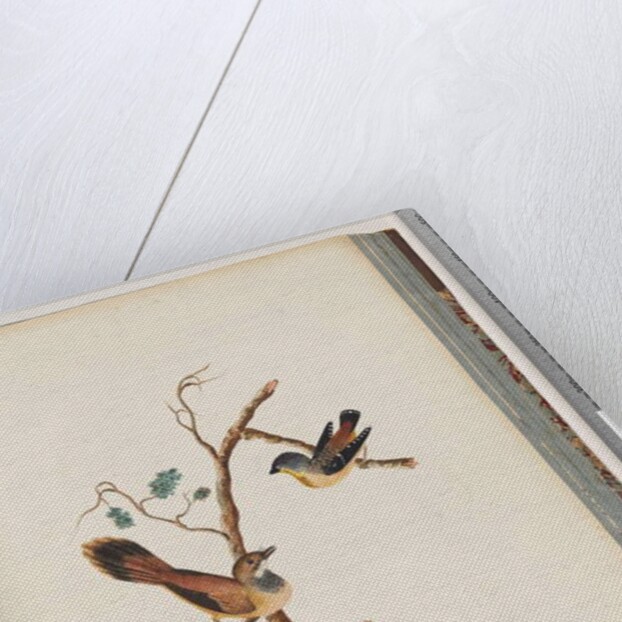 Page 72. 1. Spotted Pardalote. Pipra punctata 2. Unidentified bird. Muscicapa rufifrom by Unknown artist