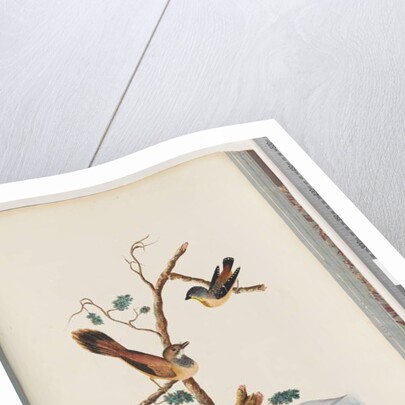 Page 72. 1. Spotted Pardalote. Pipra punctata 2. Unidentified bird. Muscicapa rufifrom by Unknown artist