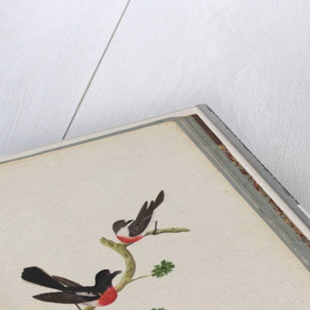 Page 73. Scarlet Robins. Muscicapa Crythrogastra by Unknown artist