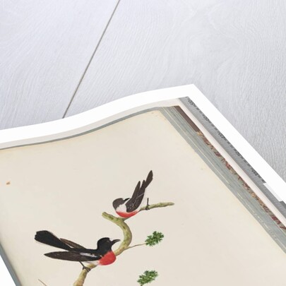 Page 73. Scarlet Robins. Muscicapa Crythrogastra by Unknown artist