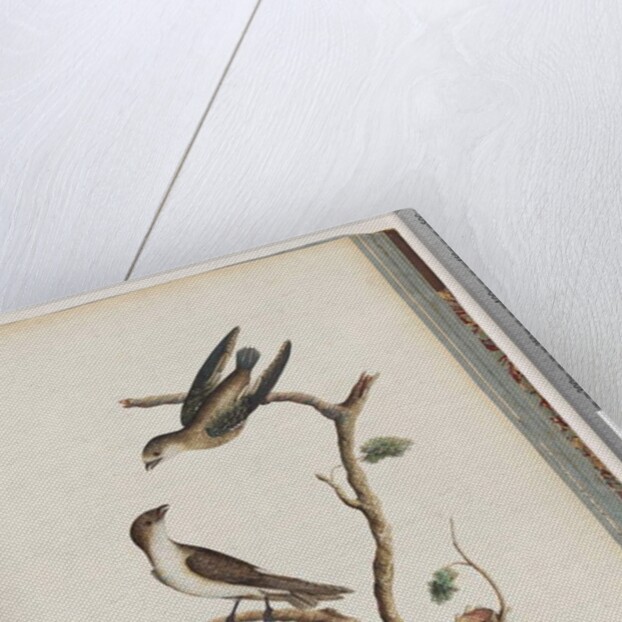 Page 74. Unidentified birds. Hirundo caudacuta by Unknown artist