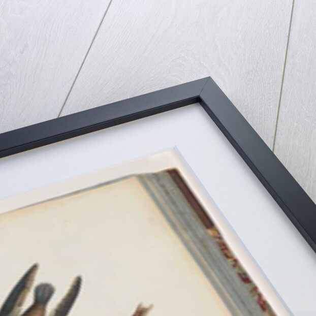 Page 74. Unidentified birds. Hirundo caudacuta by Unknown artist