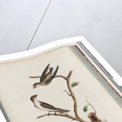 Page 74. Unidentified birds. Hirundo caudacuta by Unknown artist