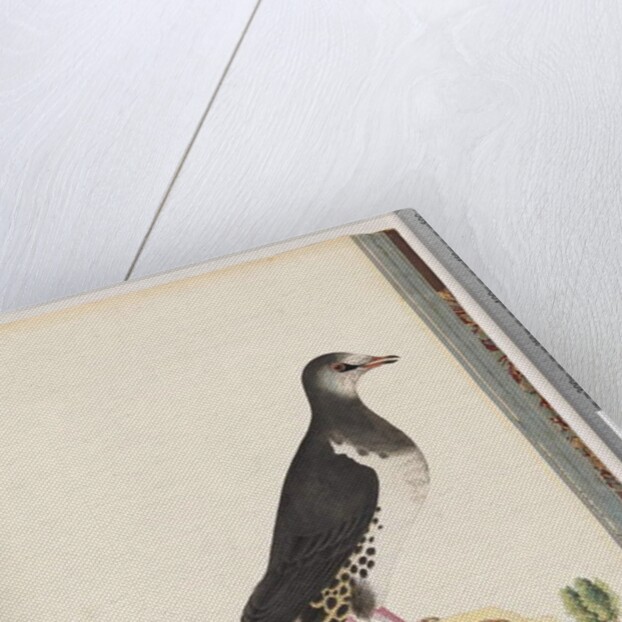 Page 77. Unidentified bird by Unknown artist