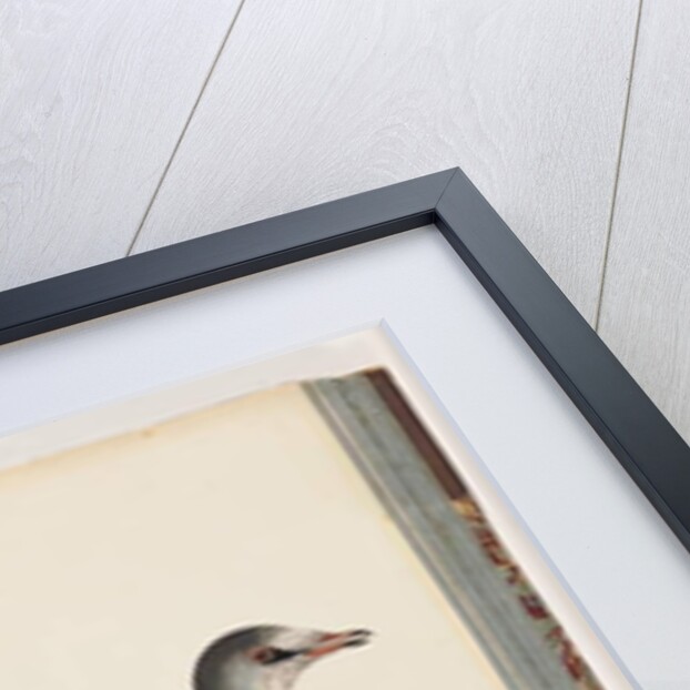 Page 77. Unidentified bird by Unknown artist