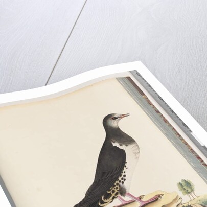 Page 77. Unidentified bird by Unknown artist